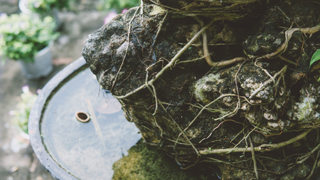 art bonsai in Asia. Beautiful miniature bonsai treeの写真素材
