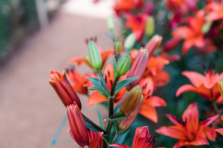Lilium bulbiferum close-up view. orange lily, fire lily and tiger lily strainsの写真素材