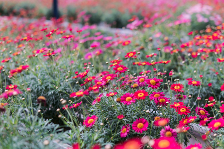 blooming pink chrysanthemumsの写真素材