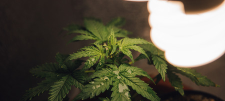 Grow Organic Cannabis Indoorsの写真素材