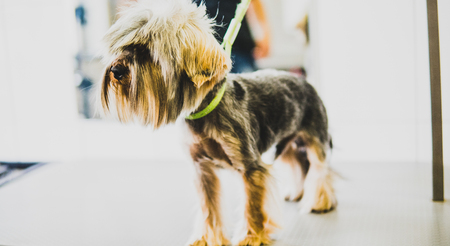 pet grooming in details.