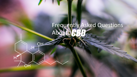 growing medical marijuana indoor close-up. THC element logoの写真素材