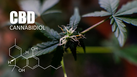psychoactive elements in marijuana buds. Magnifying glass to check marijuana harvest CBD THCの写真素材