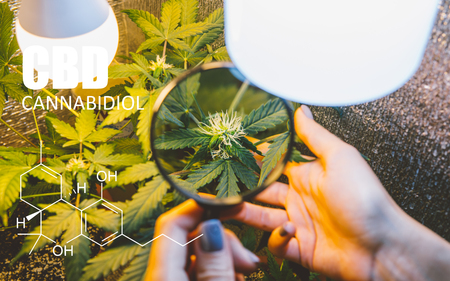 psychoactive elements in marijuana buds. Magnifying glass to check marijuana harvest CBD THCの写真素材
