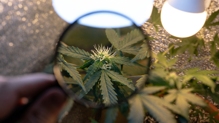 Indoor Cannabis Flowering Buds close-up.の写真素材