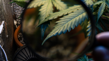 Indoor Cannabis Flowering Buds close-up.の写真素材