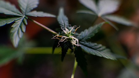Indoor Cannabis Flowering Buds close-up.の写真素材