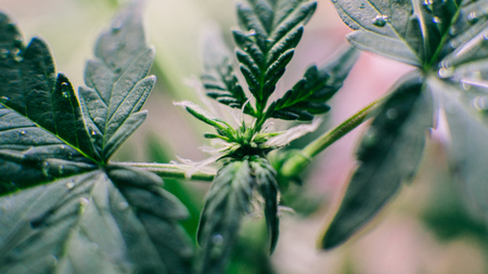 Cannabis Flowering Stage close-upの写真素材