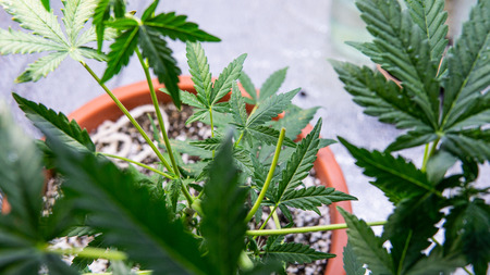 Cannabis Flowering Stage close-up