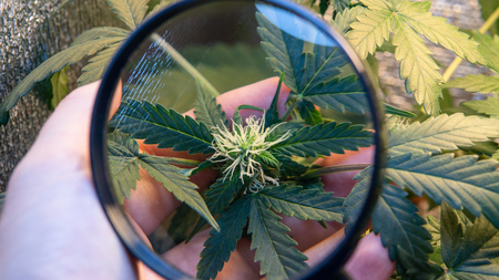 Cannabis Flowering Stage. Weed Buds in close-upの写真素材