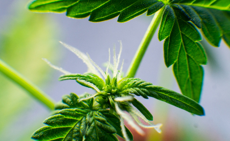 flowering stage of the marijuana close-upの写真素材