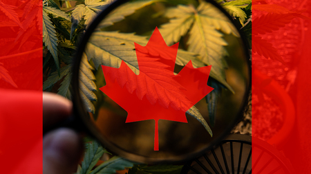 growing and consuming marijuana in Canada . World Marijuana exporter in 2019の写真素材