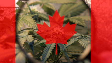 growing and consuming marijuana in Canada . World Marijuana exporter in 2019の写真素材