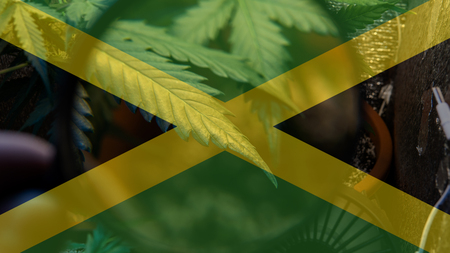growing and consuming marijuana in Jamaica. World Marijuana Importerの写真素材