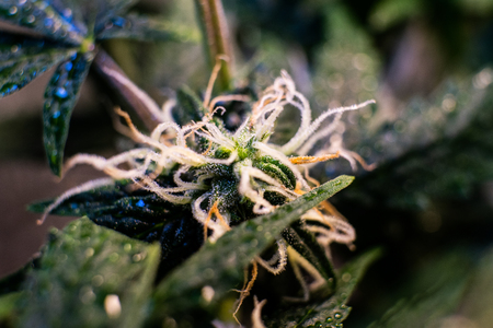 trichomes on marijuana buds close-upの写真素材