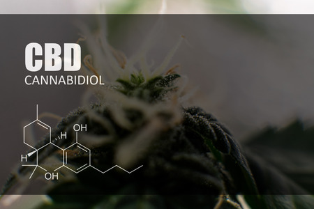 trichomes on marijuana buds close-up