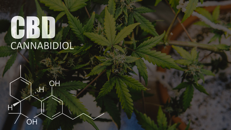 Growing  medical marijuana in USA. Weed buds close-upの写真素材