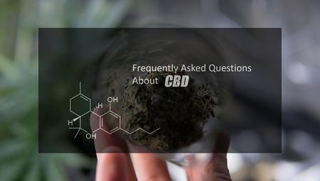 Medical Marijuana in hands close-up. Legalize medical weed in the world 2019の写真素材