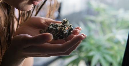 marijuana buds in women's hands close-up. Candian Marijuana newsの写真素材