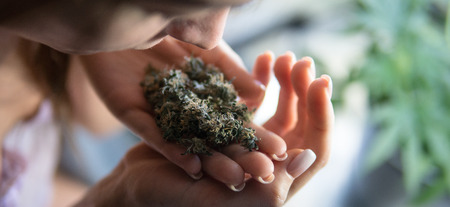 new marijuana strong CBD strains in 2019.の写真素材