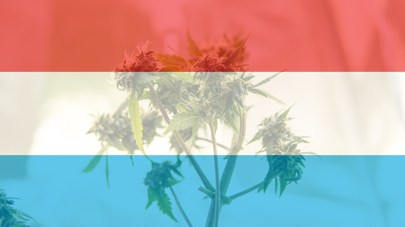 legalization of recreational marijuana use in Luxembourg. Cannabis legalize in Luxemburgの写真素材