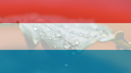 legalization of recreational marijuana use in Luxembourg. Cannabis legalize in Luxemburgの写真素材