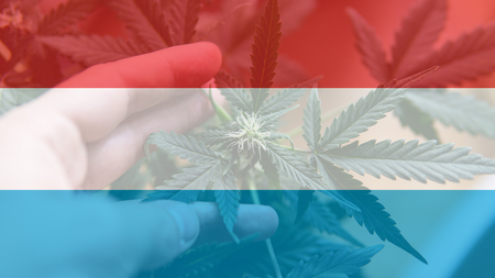 legalization of recreational marijuana use in Luxembourg. Cannabis legalize in Luxemburgの写真素材