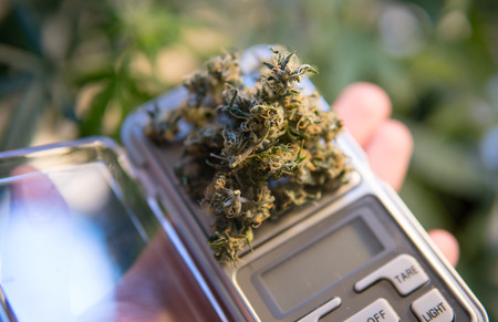 medical marijuana harvest scales in details.
