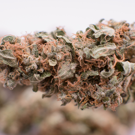 One Pound of Organic Cannabisの写真素材