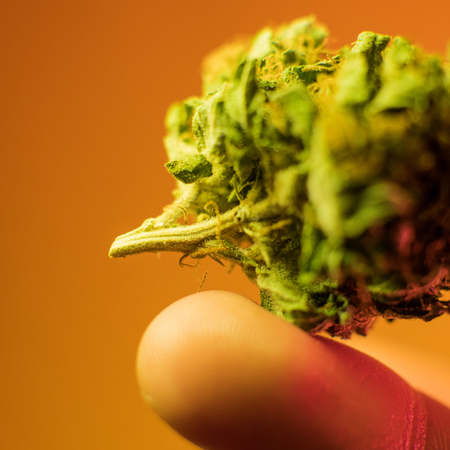One Pound of Organic Cannabisの写真素材