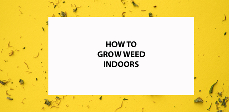 How to grow weed marijuana indoors. Cannabis growing
