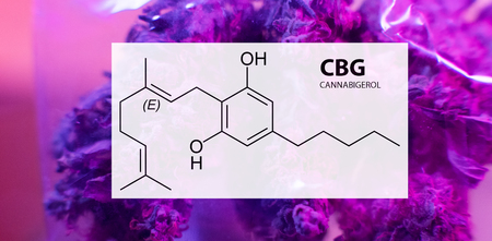 Cannabigerol (CBG) in Medical Marijuana Studiesの写真素材