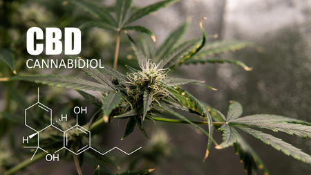 trichomes close up view. cannabidiol elementsの写真素材