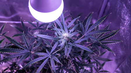 flowering marihuana buds indoor. Growing medical cannabis 2019の写真素材