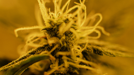 flowering marihuana buds indoor. Growing medical cannabis 2019の写真素材