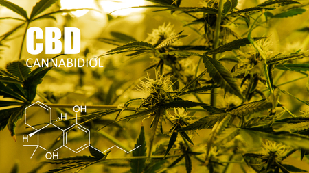 growing marijuana in an tent  indoors. Recreational cannabis in 2019の写真素材