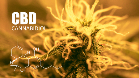 cannabidiol in medical cannabis. Future strains in 2019の写真素材