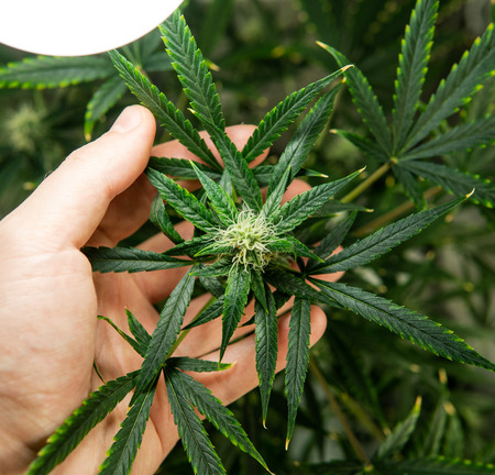 flowering marihuana buds indoor. Growing medical cannabis 2019
