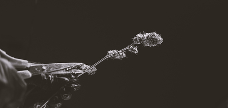 Trimming of the flowering marijuana buds. Medical strains in 2019の写真素材