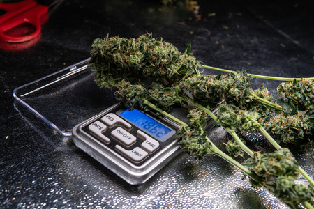 trimming marijuana process close-upの写真素材