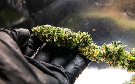 fresh cannabis harvest for medical use. USA marijuana plansの写真素材