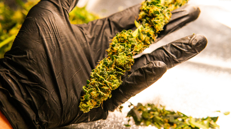 New medical strains of marijuana.の写真素材