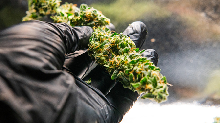 New medical strains of marijuana.の写真素材