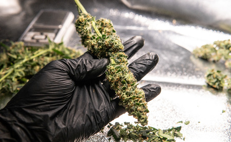 Fresh marijuana buds in mans hands. Fresh cannabis harvestの写真素材