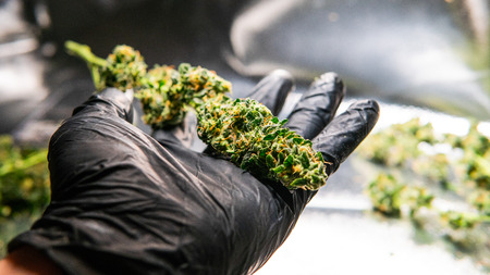 marijuana buds close-upの写真素材