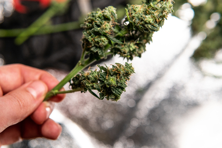 Recreational marijuana strain. Sativa THC harvest in details.の写真素材
