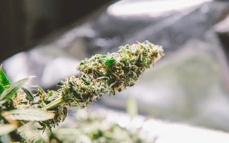 New medical strains of marijuana.の写真素材