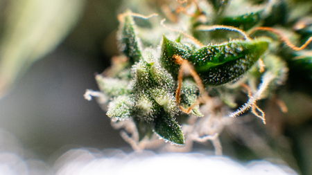 New medical strains of marijuana.の写真素材