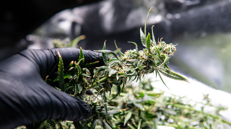 marijuana buds close-upの写真素材