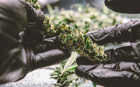 New medical strains of marijuana.の写真素材